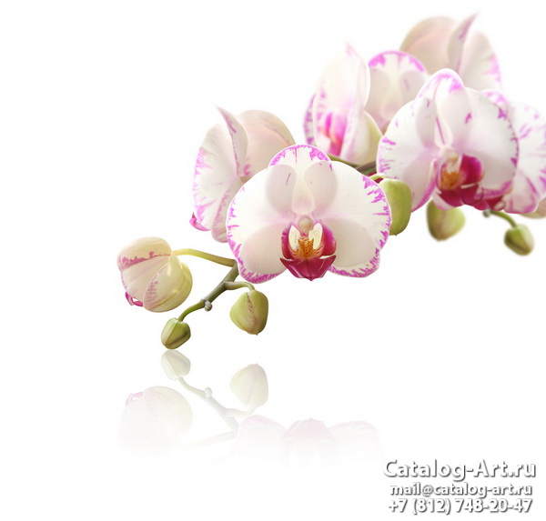 Pink orchids 5